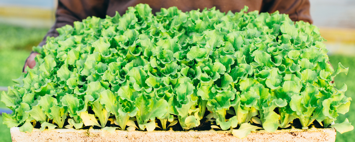 A person wearing a brown shirt holding a container full of green lettuce